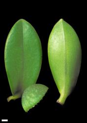Veronica vernicosa. Leaf surfaces, adaxial (left, with enlargement showing hairs on leaf margin) and abaxial (right). Scale = 1 mm.
 Image: W.M. Malcolm © Te Papa CC-BY-NC 3.0 NZ